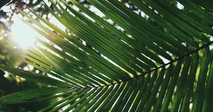 Palm Sunday, and Why the ‘Date’ Is So Significant